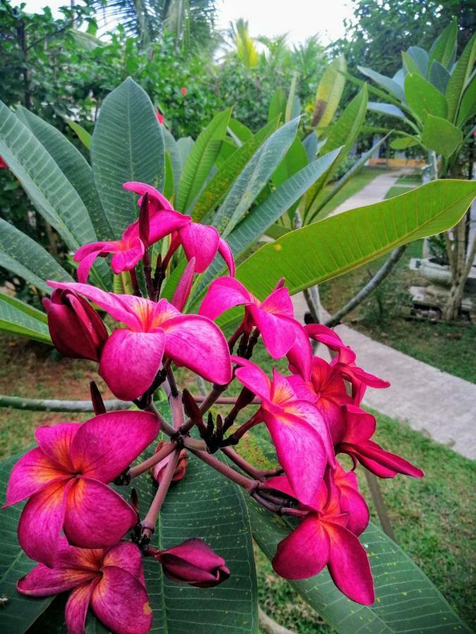Thambili Cabanas Hikkaduwa Luaran gambar